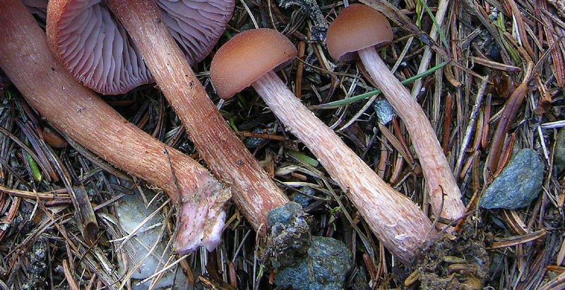 Laccaria bicolor (Maire) Orton.